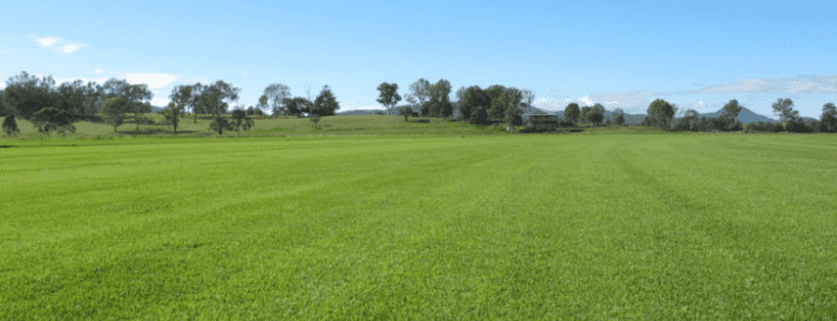 Our Simple Guide to an Impressive Lawn