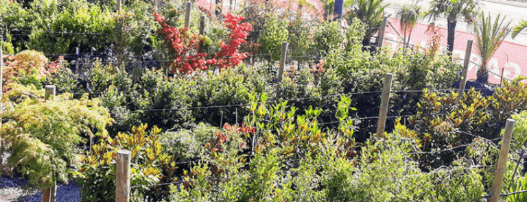 Plant Paradise