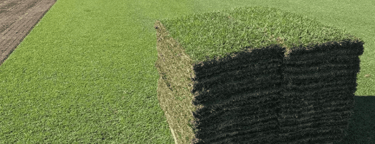 Golf Course Quality Turf