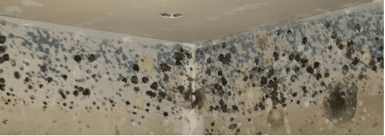 GIVE MOULD A MISS