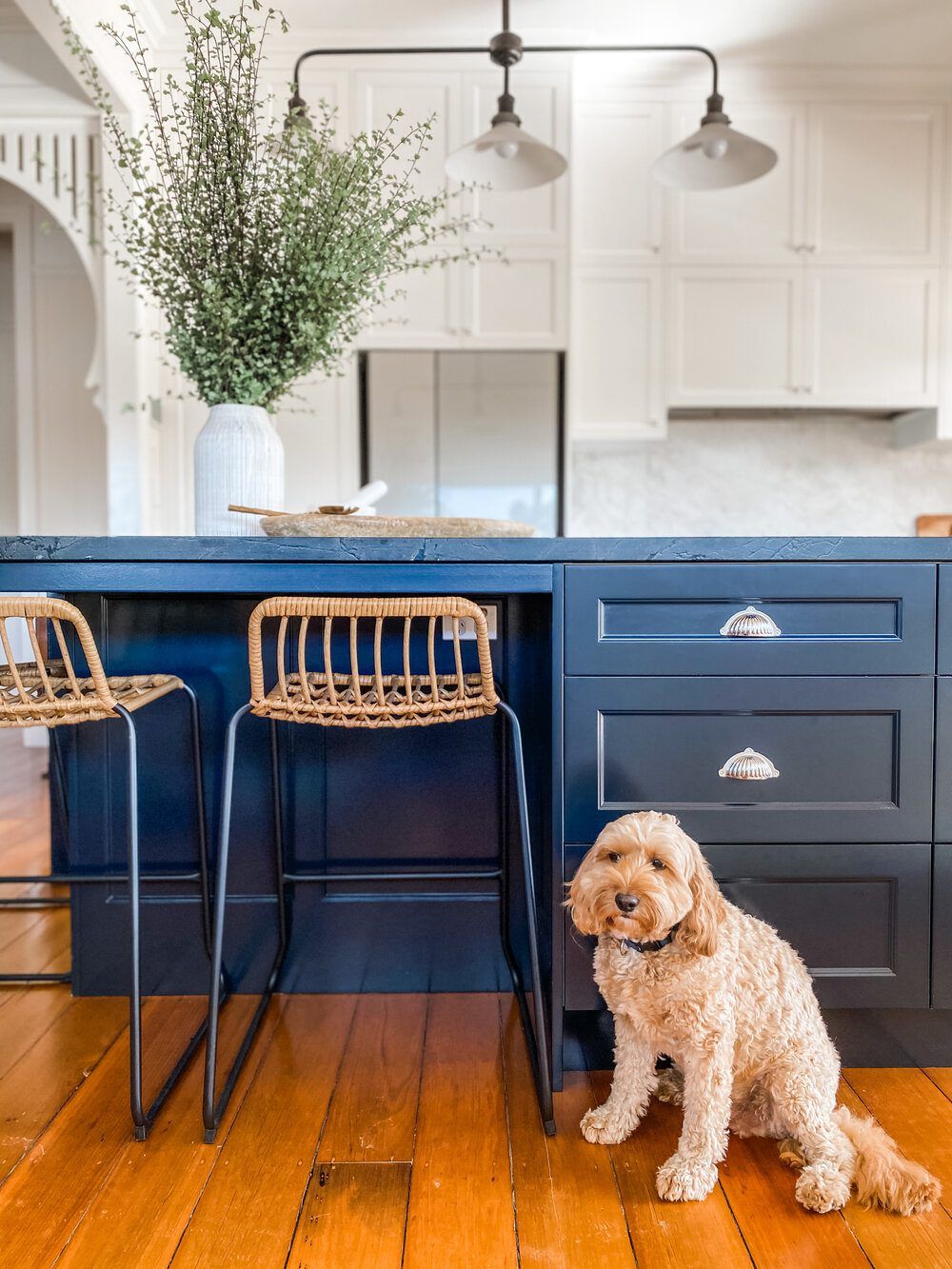 starkey and christoe blue cabinets dog