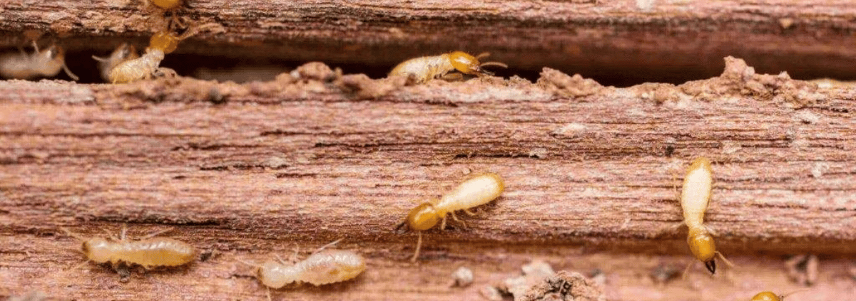 termite on wood beams