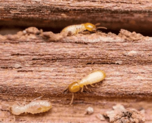termite on wood beams