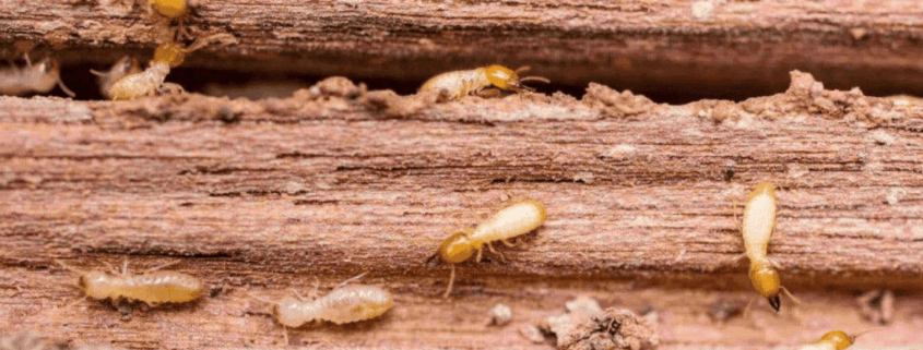 termite on wood beams