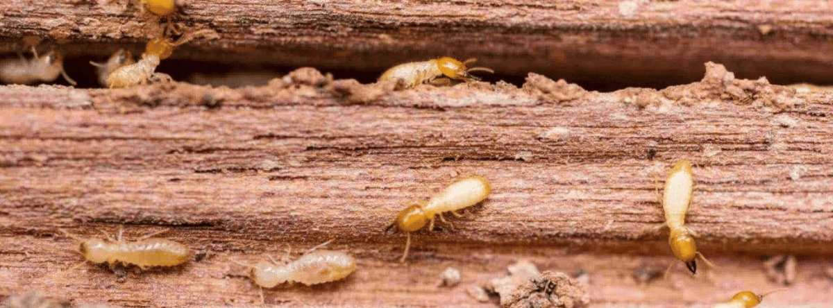 termite on wood beams