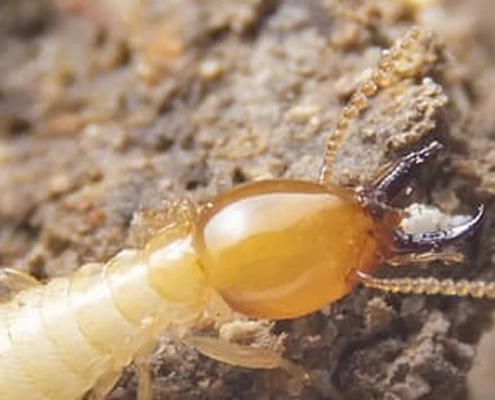 Termite protection banner