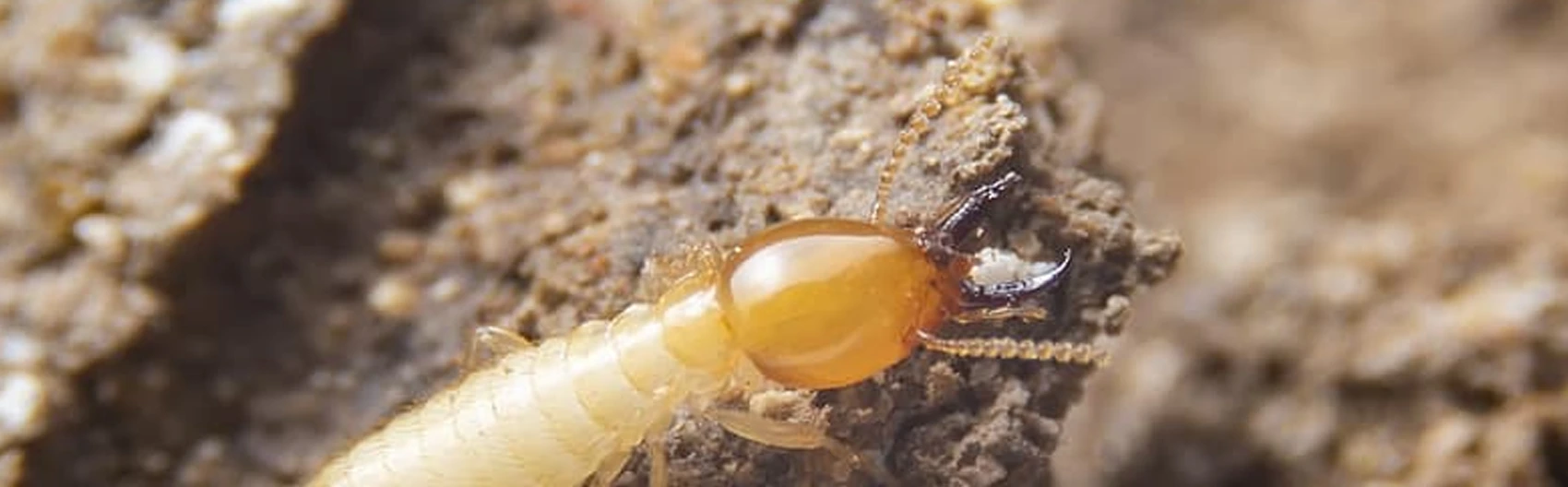 Termite protection banner